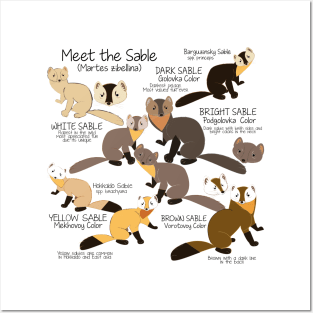 Meet the sable marten Posters and Art